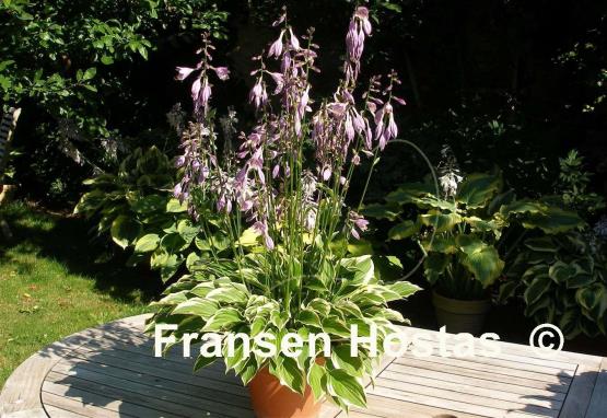 Hosta Tsugaru Komachi Fukurin