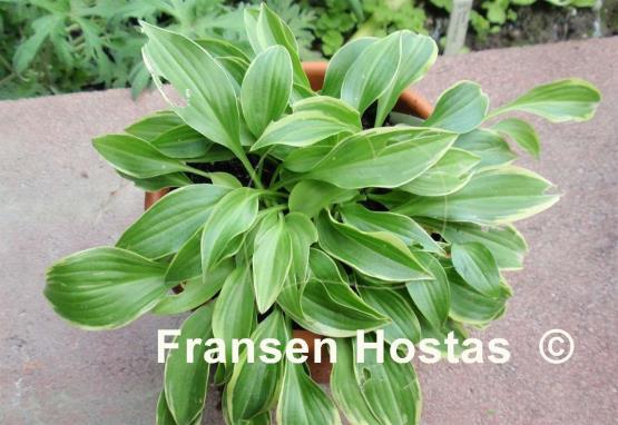 Hosta Tsugaru Komachi Fukurin