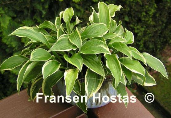 Hosta Tsugaru Komachi