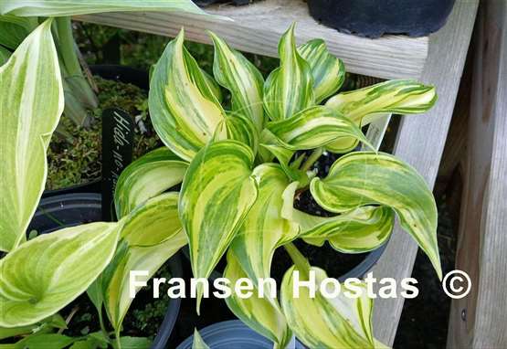Hosta Tsuma Tajima