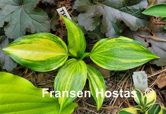 Hosta Tsuma Tajima
