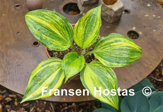 Hosta Tsuma Tajima
