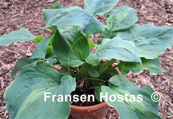 Hosta Tu Tu's Miracle