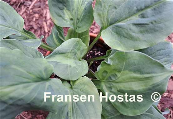 Hosta Tu Tu's Miracle