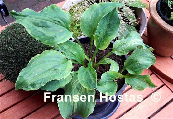 Hosta Tu Tu's Miracle