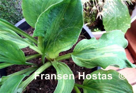 Hosta Tu Tu's Miracle