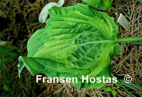 Hosta Tu Tu's Miracle