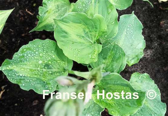 Hosta Tu Tu's Miracle