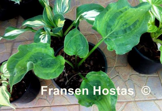 Hosta Tu Tu's Miracle