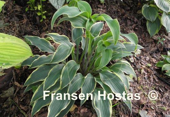 Hosta Turnabout