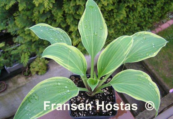 Hosta Turnabout