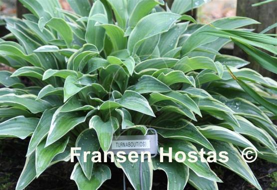 Hosta Turnabout