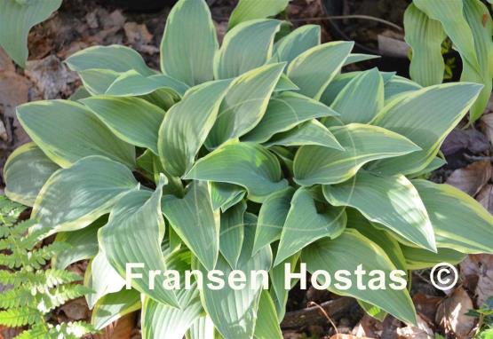 Hosta Turnabout