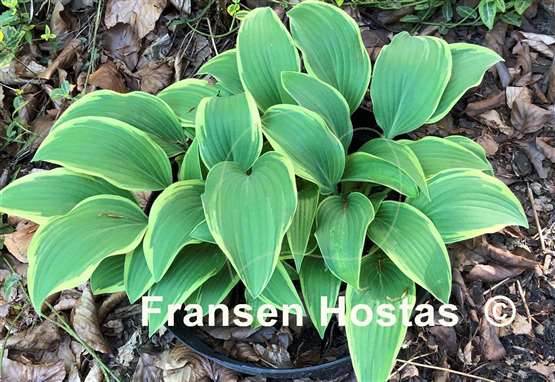 Hosta Turnabout