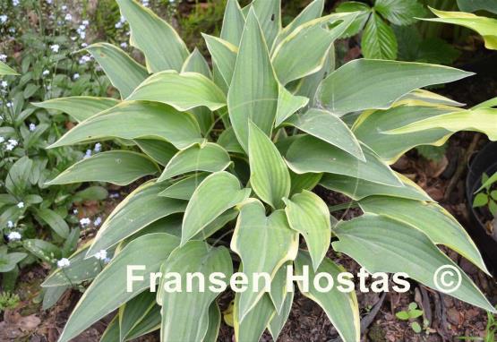 Hosta Turnabout