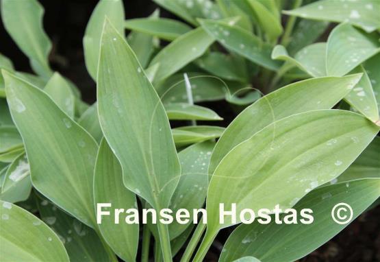 Hosta Turning Point