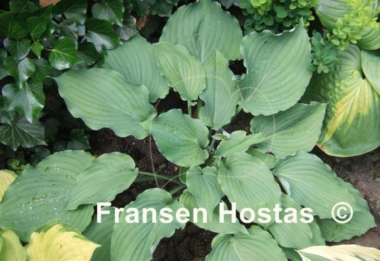 Hosta Tutu