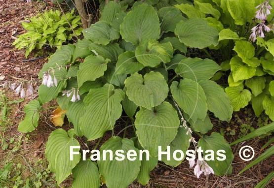 Hosta Tutu