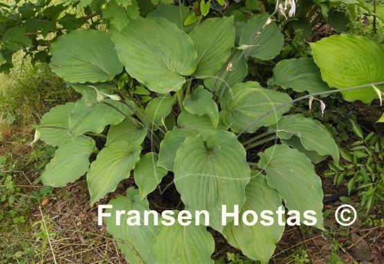 Hosta Tutu