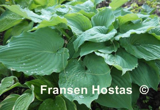 Hosta Tutu