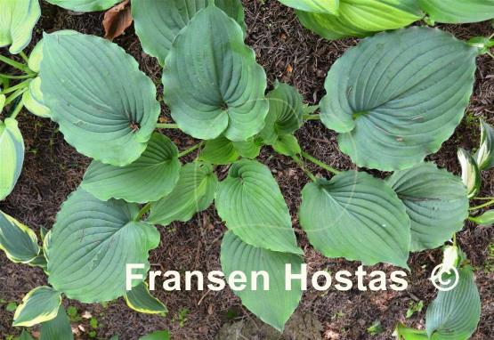 Hosta Tutu