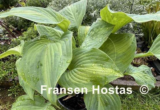 Hosta Twice as Nice