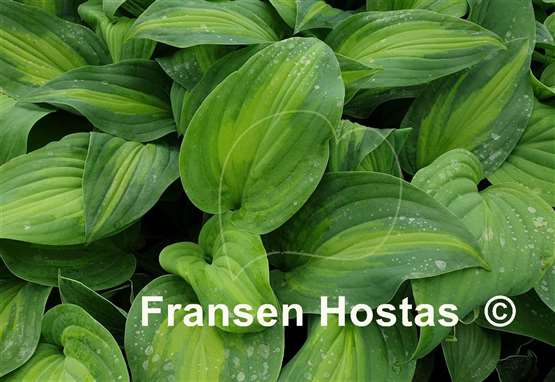 Hosta Twice as Nice