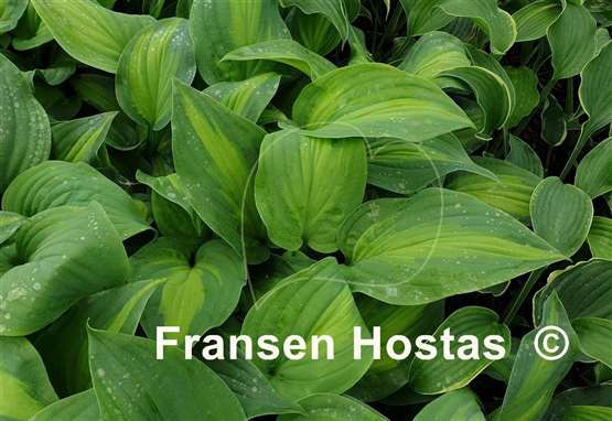 Hosta Twice as Nice