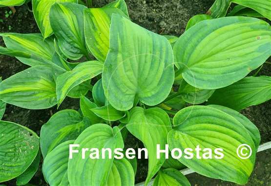 Hosta Twice as Nice