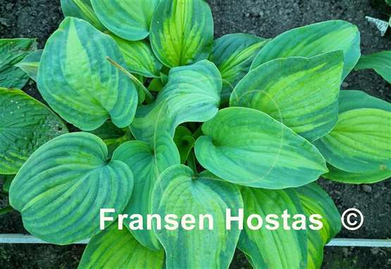 Hosta Twice as Nice
