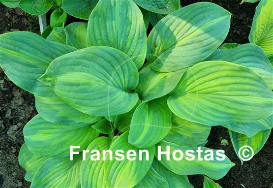 Hosta Twice as Nice