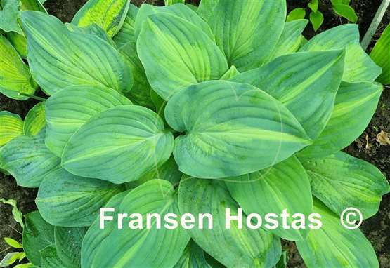 Hosta Twice as Nice
