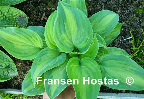 Hosta Twice as Nice
