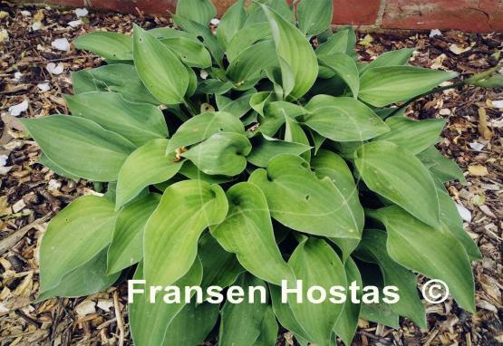 Hosta Twiggie