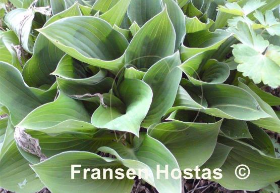 Hosta Twiggie