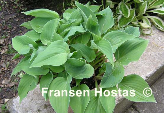 Hosta Twiggie