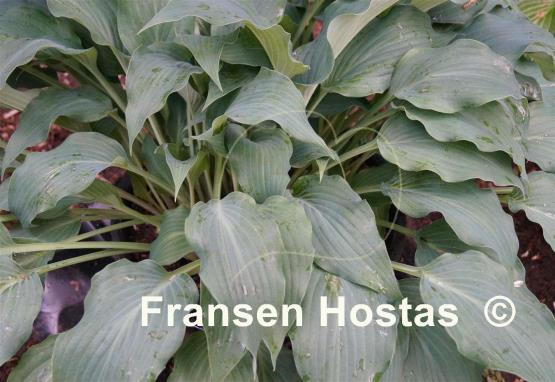 Hosta Twilight Time