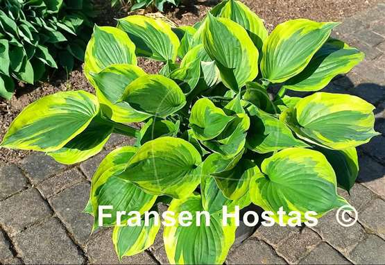 Hosta Twilight