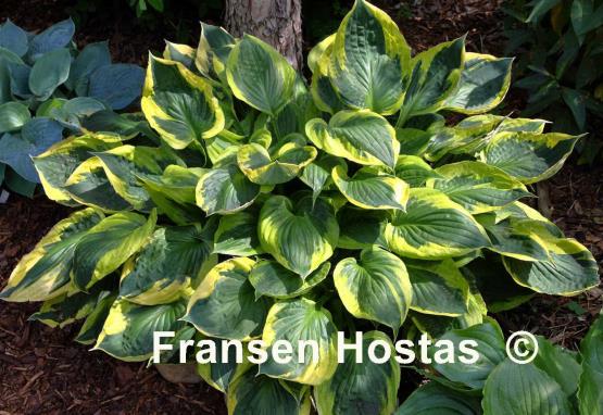 Hosta Twilight
