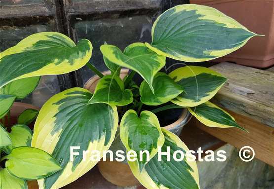 Hosta Twilight