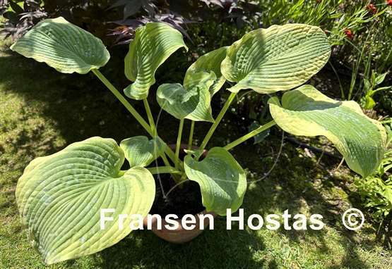 Hosta Twin Cities