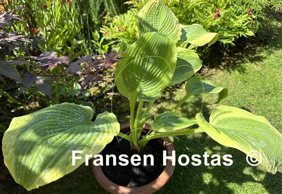 Hosta Twin Cities