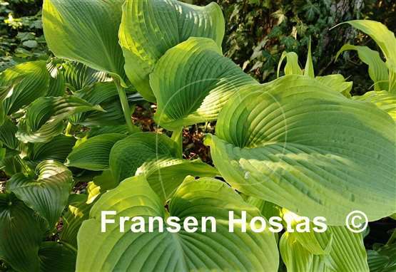 Hosta Twin Cities