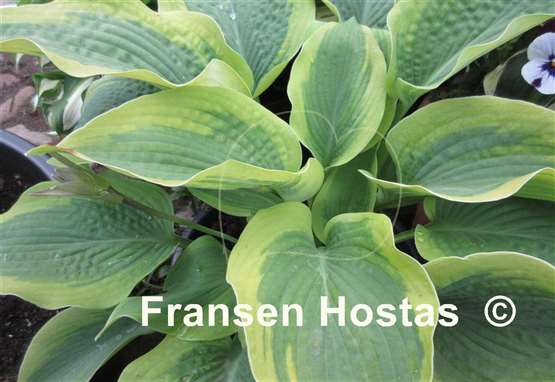 Hosta Twin Cities