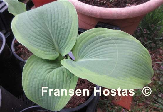 Hosta Twin Cities