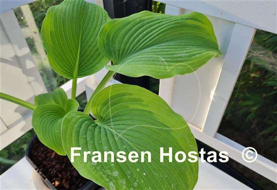 Hosta Twin Cities