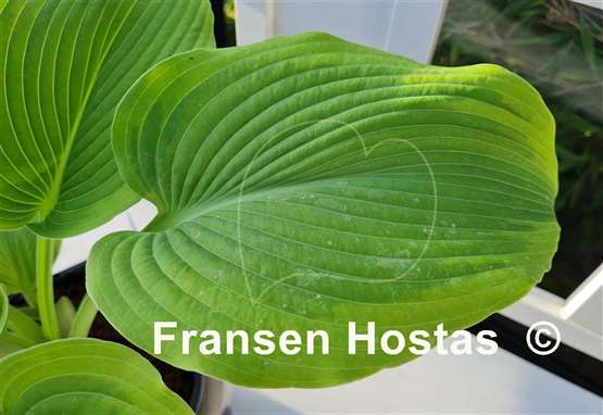 Hosta Twin Cities