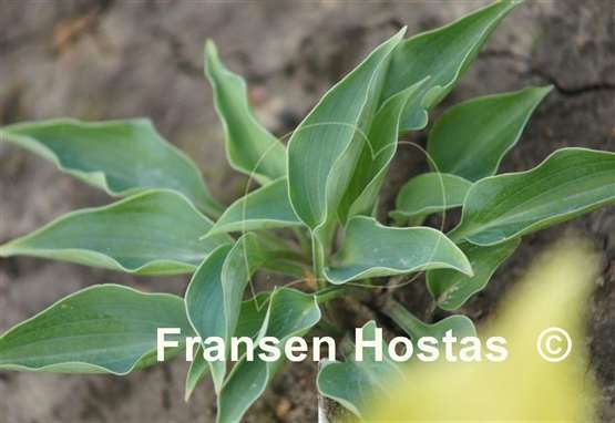 Hosta Twinkle Little Star