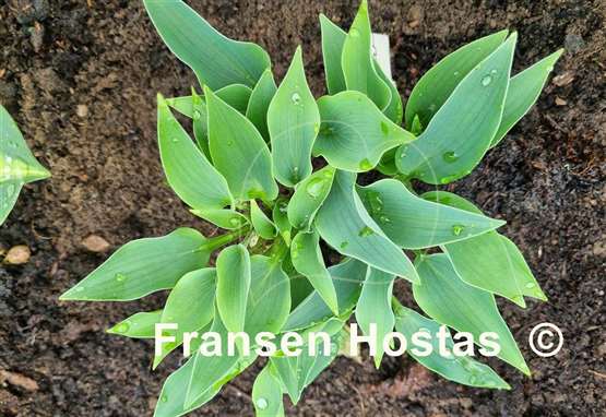 Hosta Twinkle Little Star
