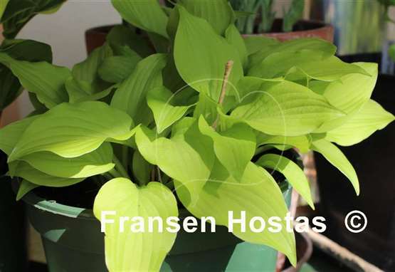 Hosta Twinkle Toes